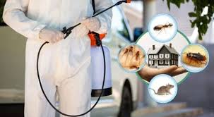 Various common household pests